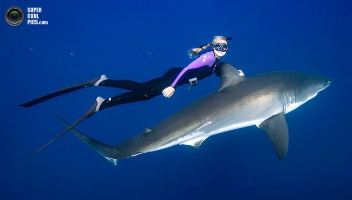 Фотомодель подружилась с акулами-людоедами