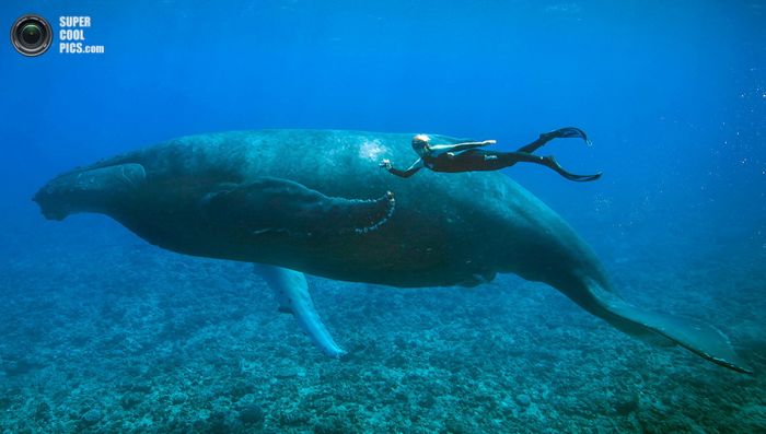 Фотомодель подружилась с акулами-людоедами