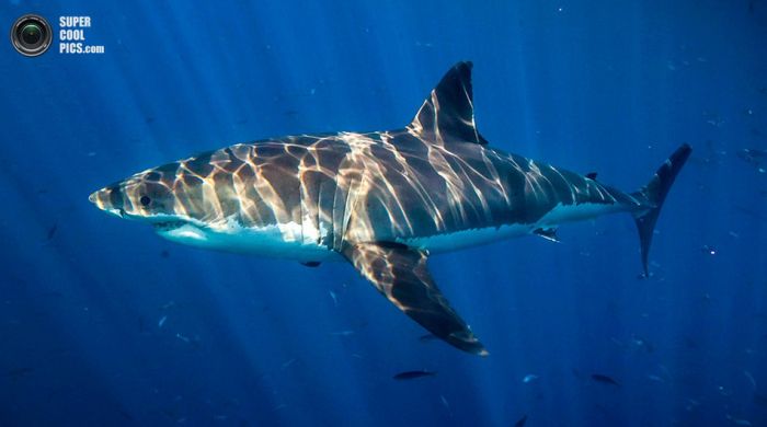 Фотомодель подружилась с акулами-людоедами