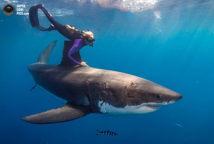 Фотомодель подружилась с акулами-людоедами