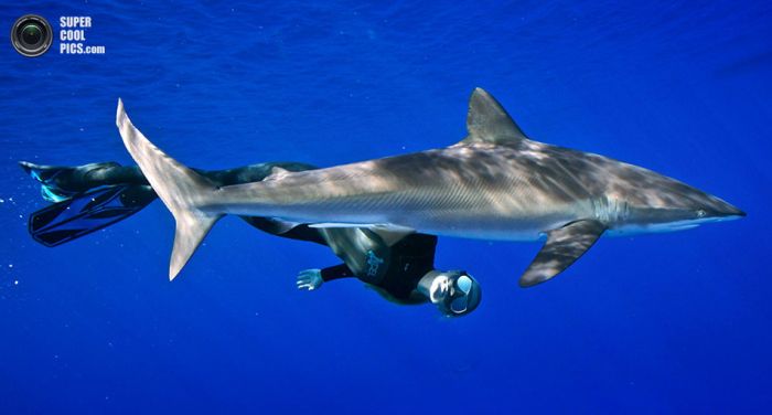 Фотомодель подружилась с акулами-людоедами
