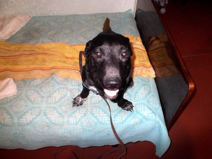 Спасенная собака