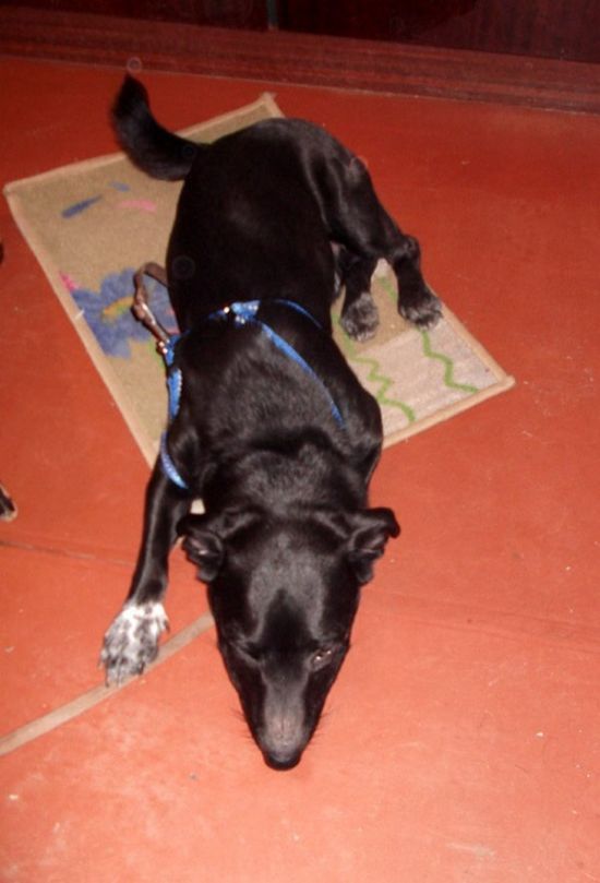 Спасенная собака