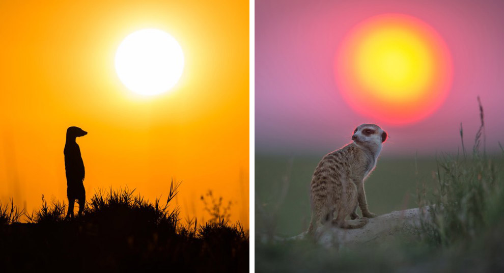 Сурикаты Ботсваны Сурикаты Ботсваны