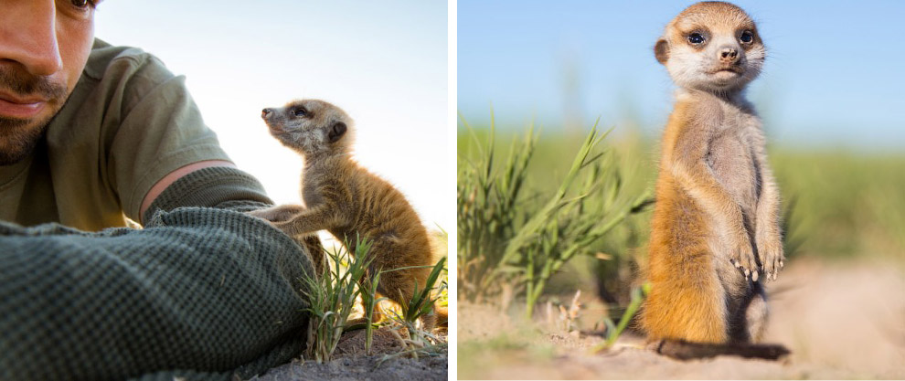 Сурикаты Ботсваны Сурикаты Ботсваны