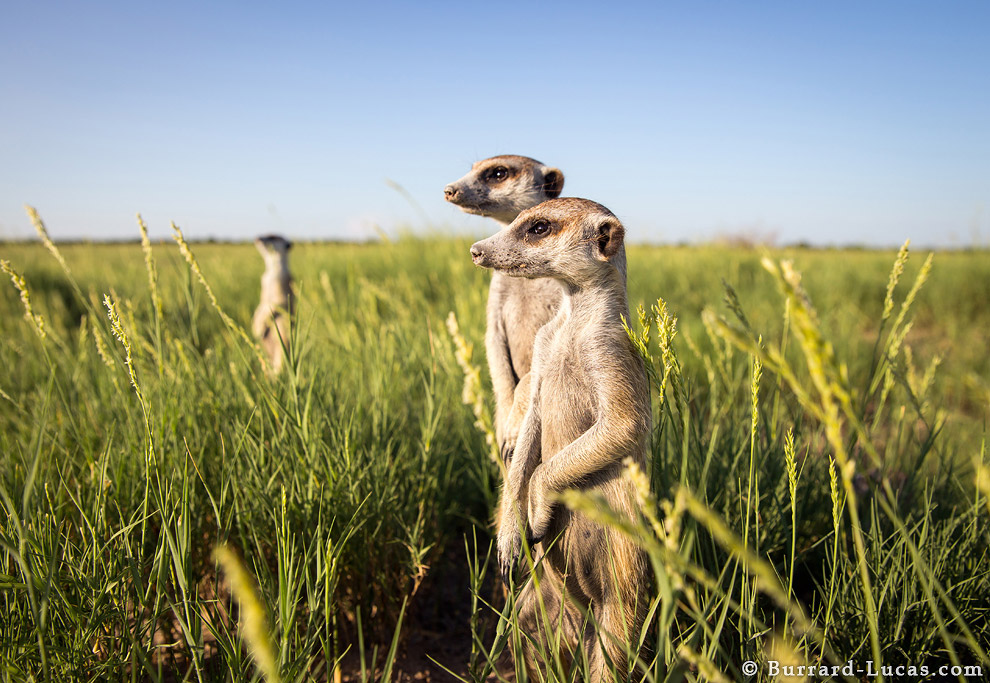Сурикаты Ботсваны Сурикаты Ботсваны