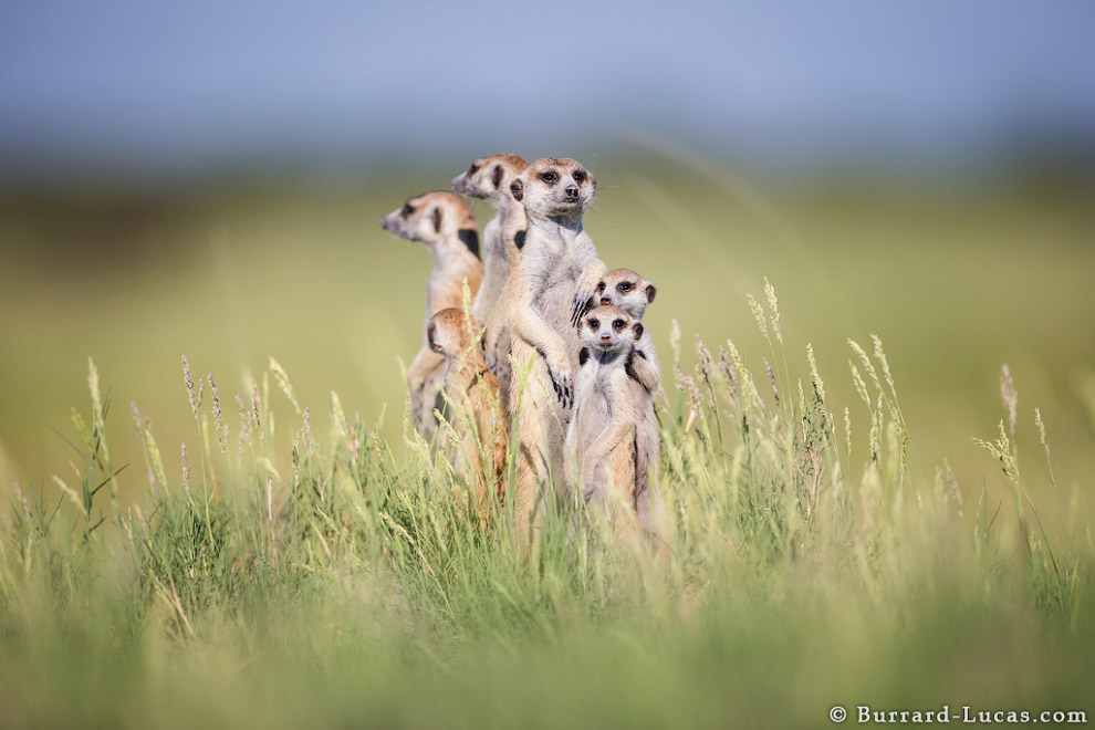 Сурикаты Ботсваны Сурикаты Ботсваны