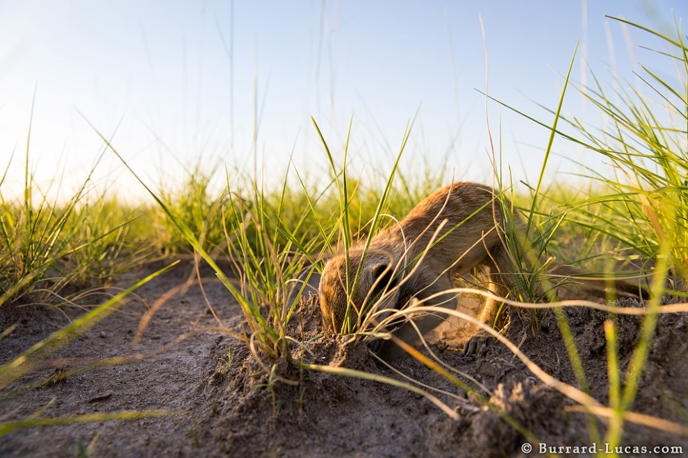 Сурикаты Ботсваны Сурикаты Ботсваны