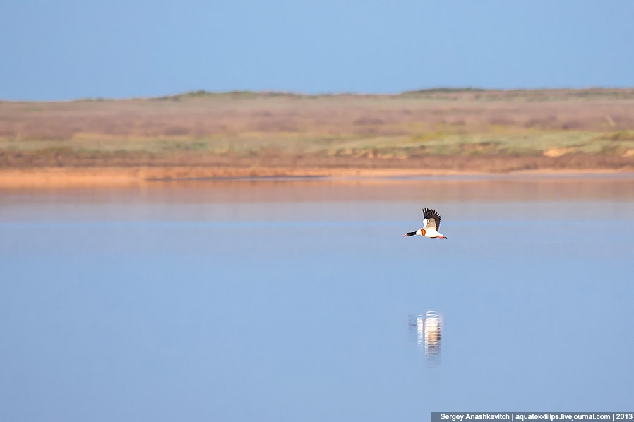 Крымские чудеса или самое соленое озеро в Крыму