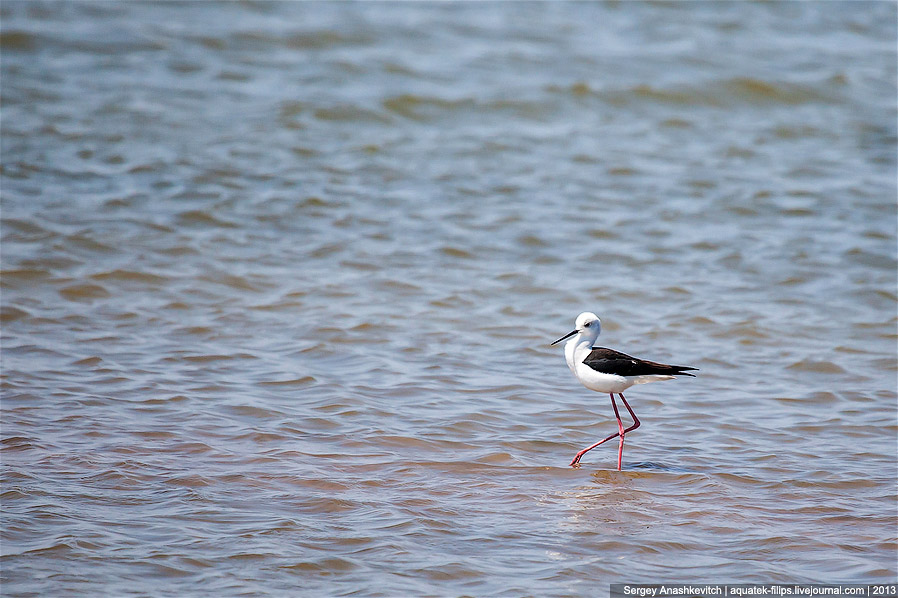 Крымские чудеса или самое соленое озеро в Крыму