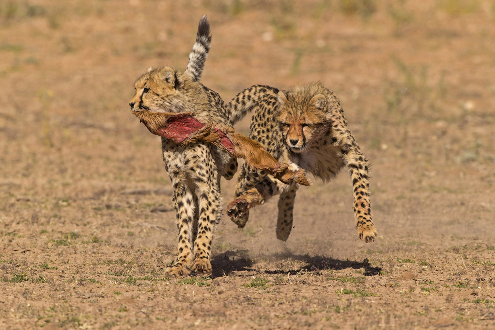 11-й Международный конкурс фотографии от журнала Smithsonian
