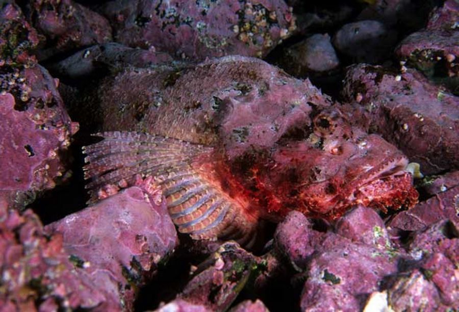 Мастера маскировки (23 фото)