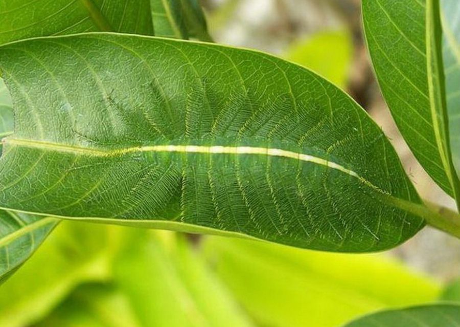 Мастера маскировки (23 фото)