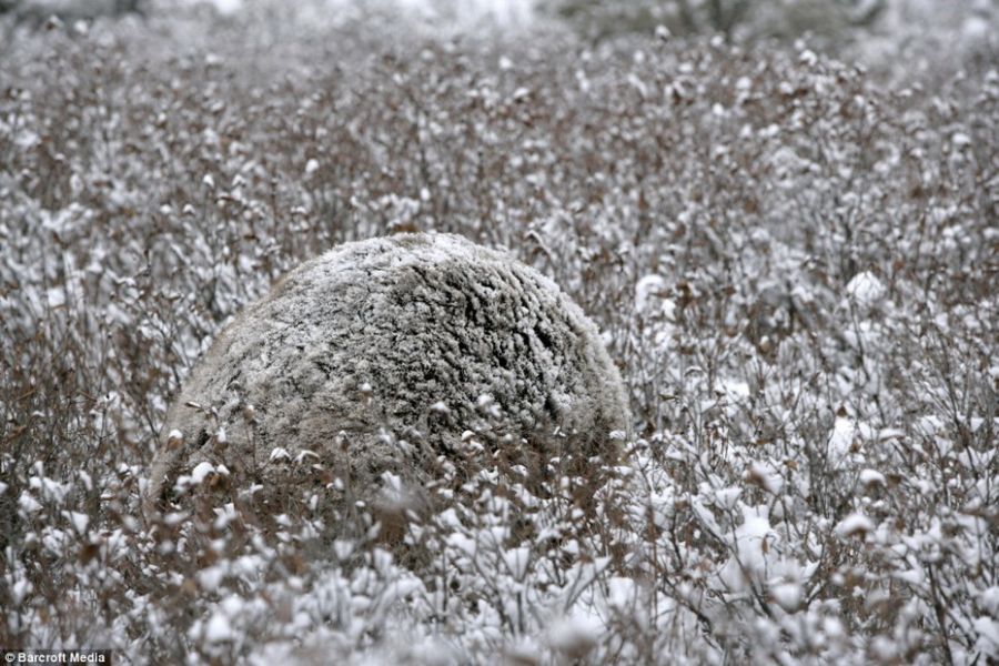 Мастера маскировки (23 фото)