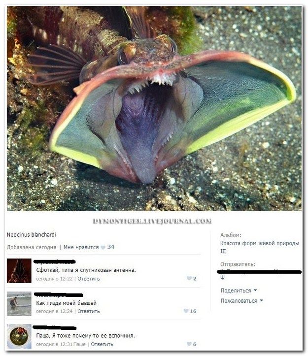 Веселые комментарии из социальных сетей (40 фото)