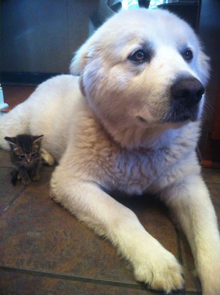 Прикольные картинки  (114 фото)