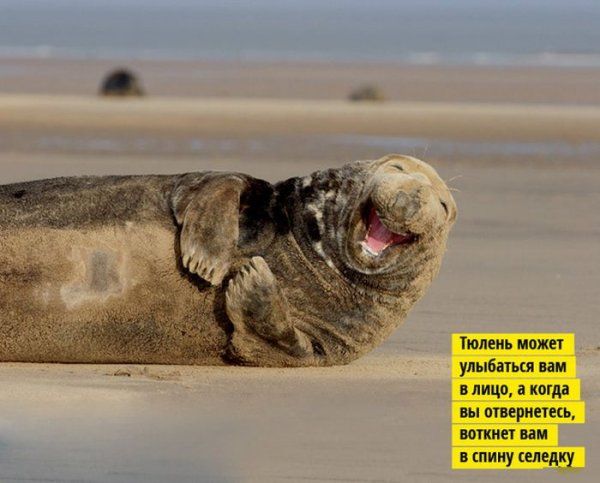 Прикольные картинки  (114 фото)