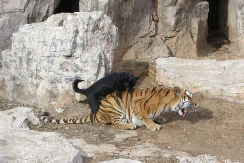 Прикольные картинки  (114 фото)