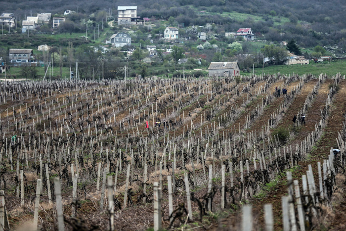 Как работает винодельческий завод «Массандра» в Крыму