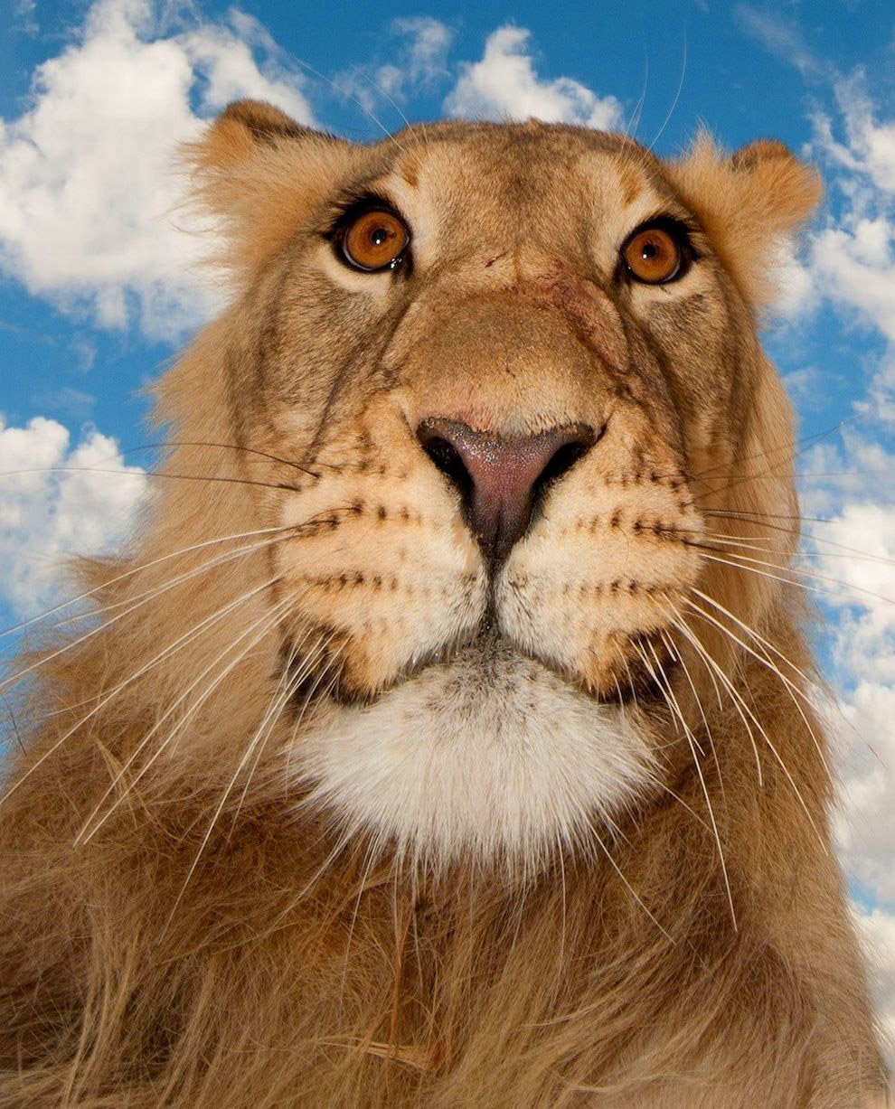 Животные в фотографиях Животные в фотографиях