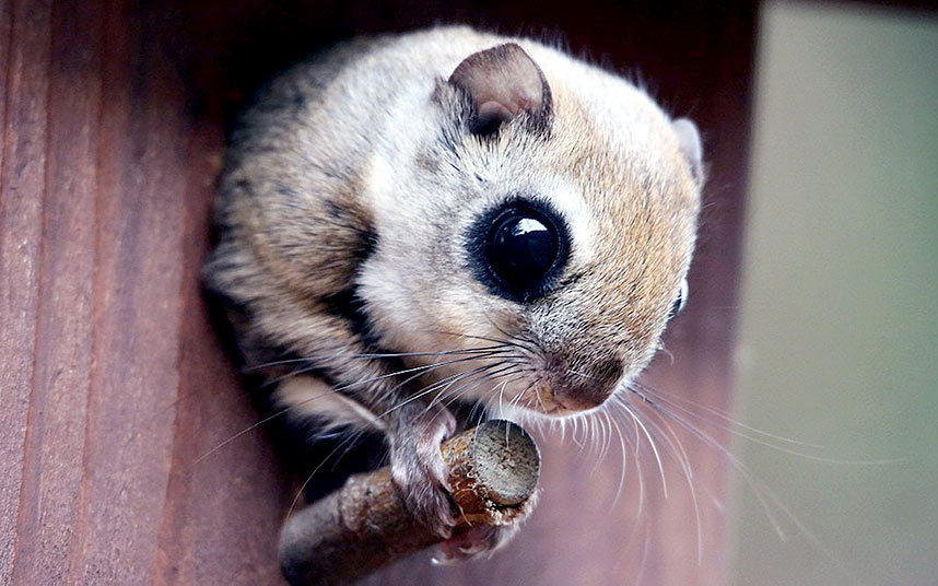 Животные в фотографиях Животные в фотографиях