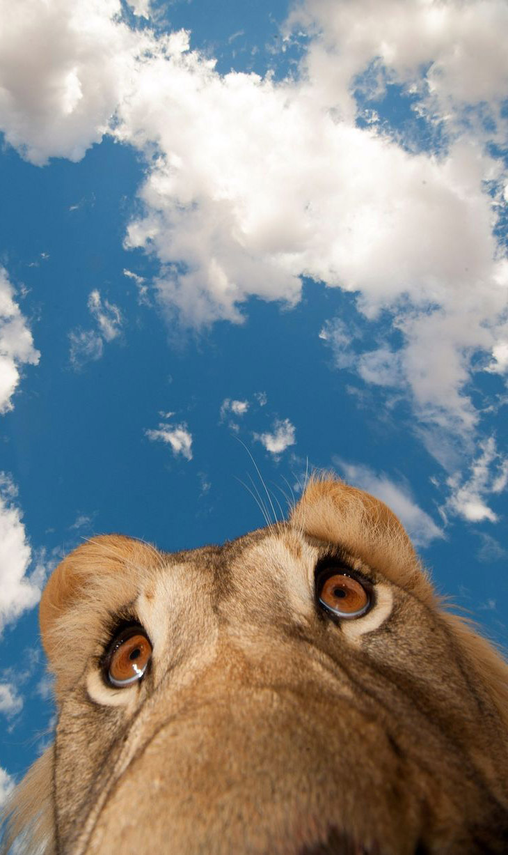 Животные в фотографиях Животные в фотографиях