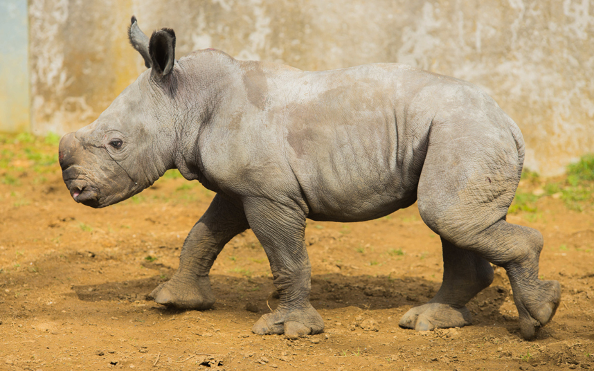 Животные в фотографиях Животные в фотографиях