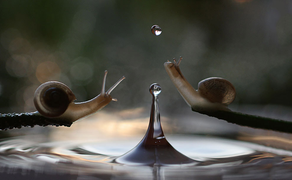 Животные в фотографиях Животные в фотографиях