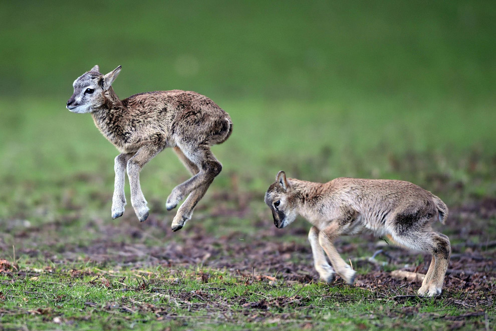 Животные в фотографиях Животные в фотографиях