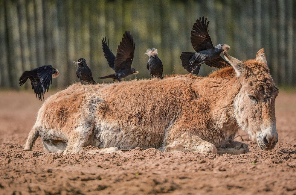 Животные в фотографиях Животные в фотографиях