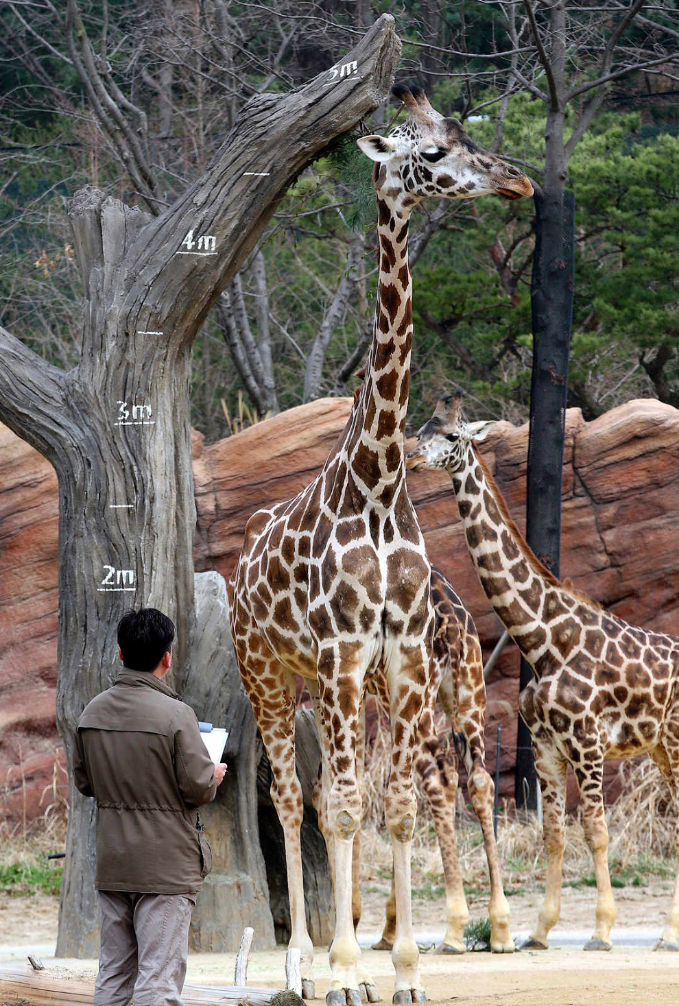 Животные в фотографиях Животные в фотографиях