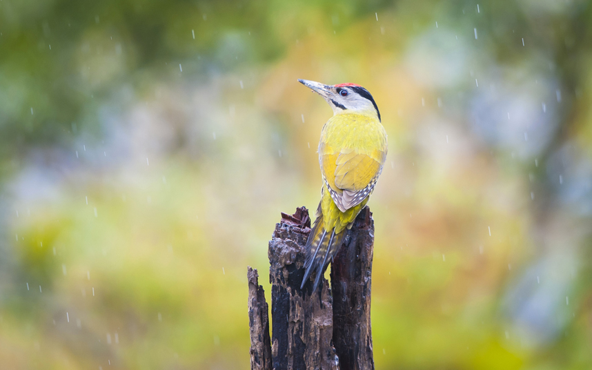 Животные в фотографиях Животные в фотографиях