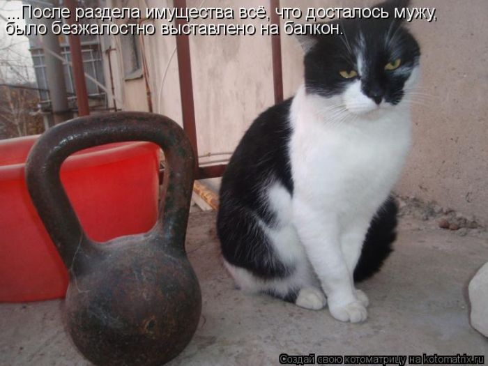 Лучшие котоматрицы недели