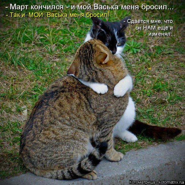 Лучшие котоматрицы недели