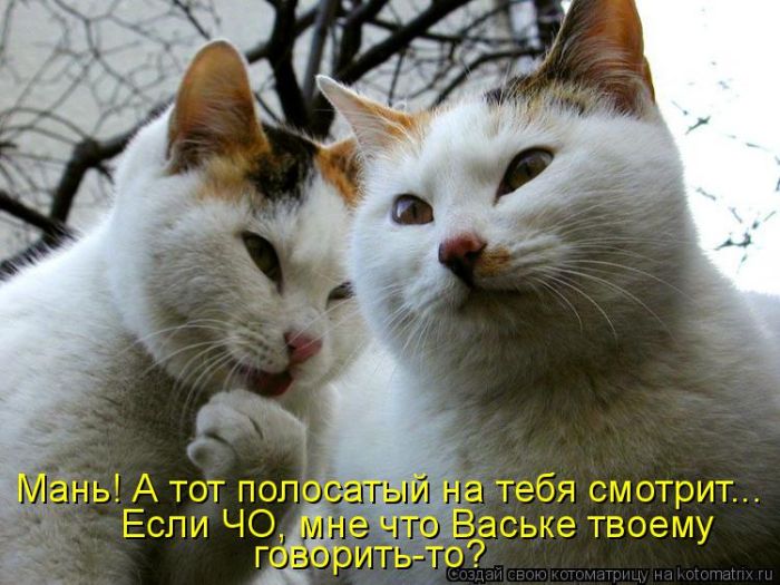 Лучшие котоматрицы недели