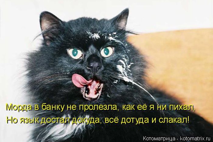 Лучшие котоматрицы недели