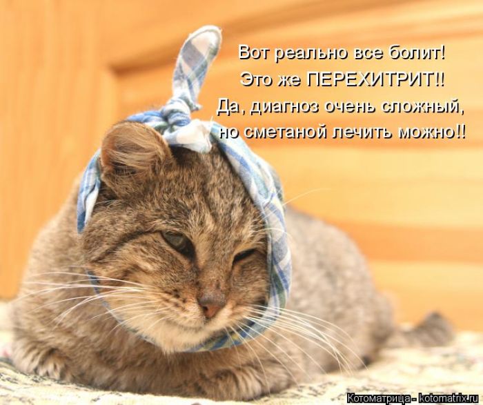 Лучшие котоматрицы недели