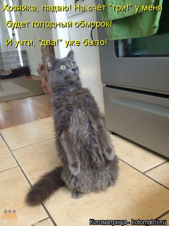 Лучшие котоматрицы недели