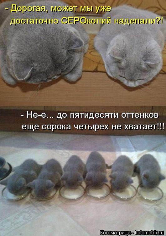 Лучшие котоматрицы недели