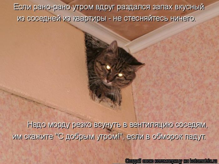Лучшие котоматрицы недели