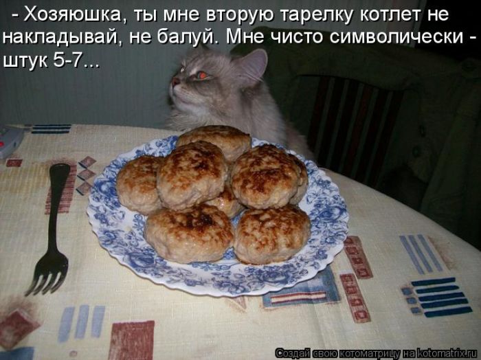 Лучшие котоматрицы недели