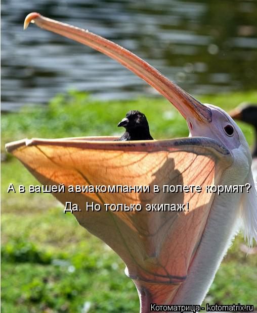 Лучшие котоматрицы недели