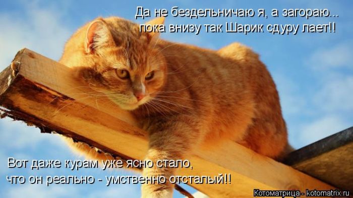 Лучшие котоматрицы недели