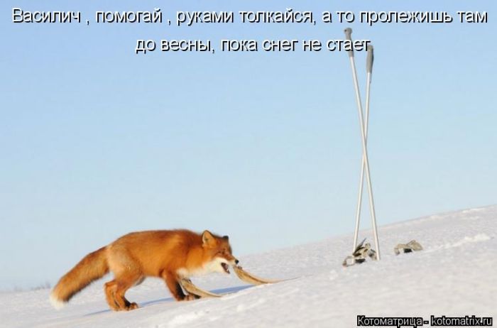 Лучшие котоматрицы недели