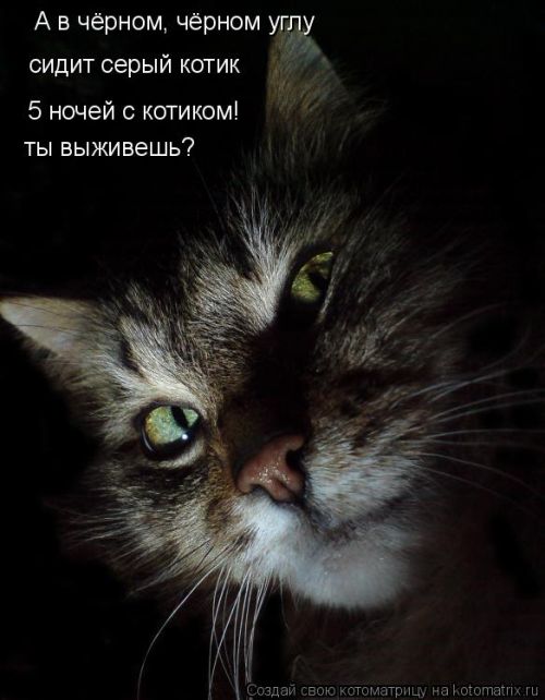 Лучшие котоматрицы недели