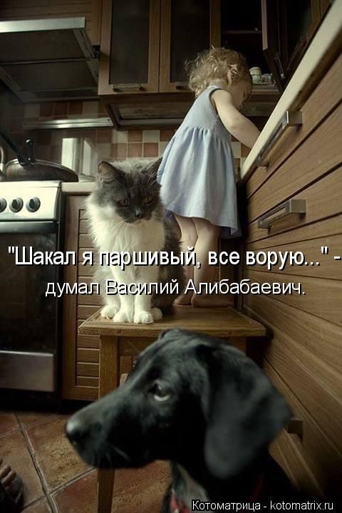 Лучшие котоматрицы недели