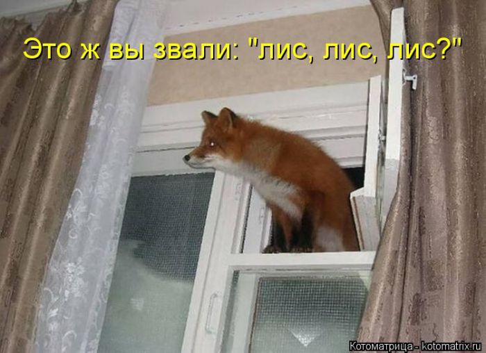 Лучшие котоматрицы недели