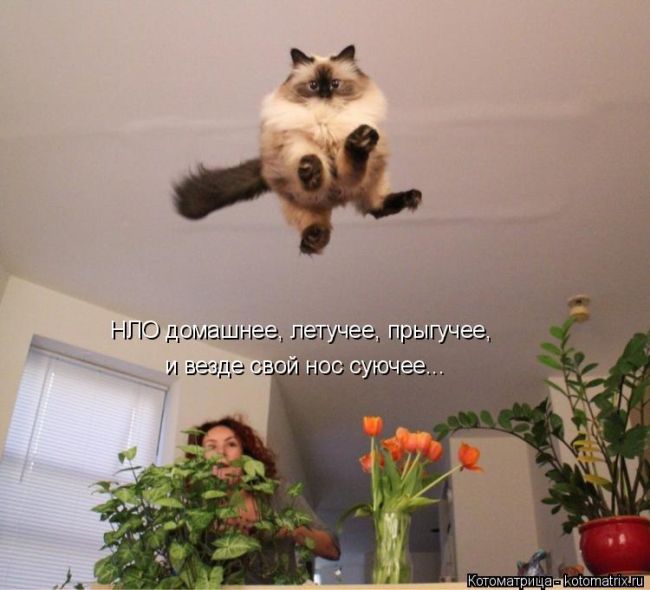 Лучшие котоматрицы недели