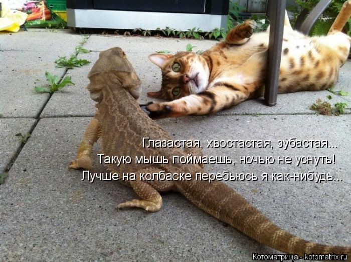 Лучшие котоматрицы недели