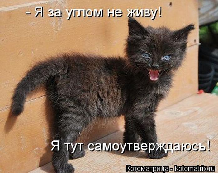 Лучшие котоматрицы недели